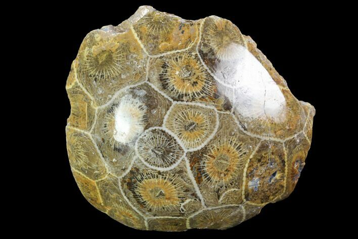 Polished Fossil Coral (Actinocyathus) - Morocco #100631